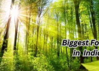 Largest Forests In India