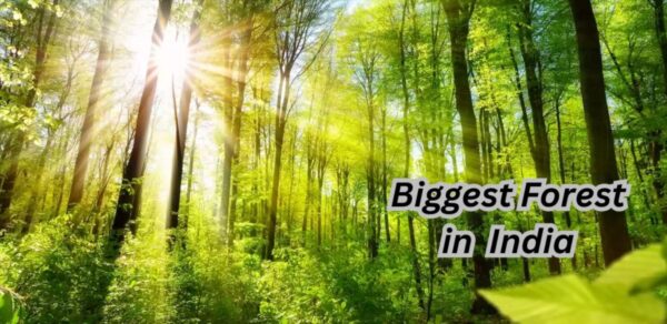 Largest Forests In India