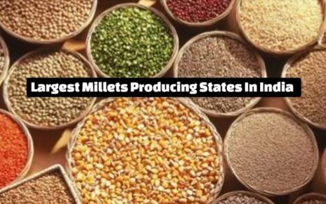 Top 5 Largest Millets Producing States In India 2024