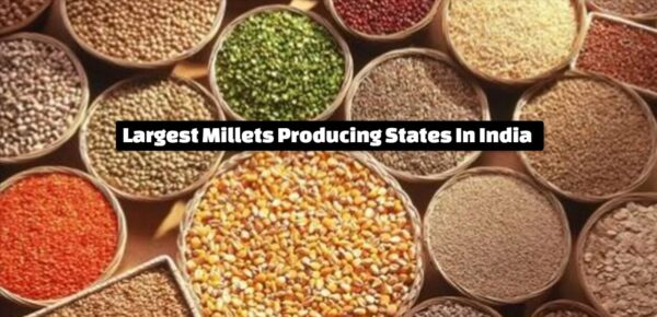 Top 5 Largest Millets Producing States In India 2024