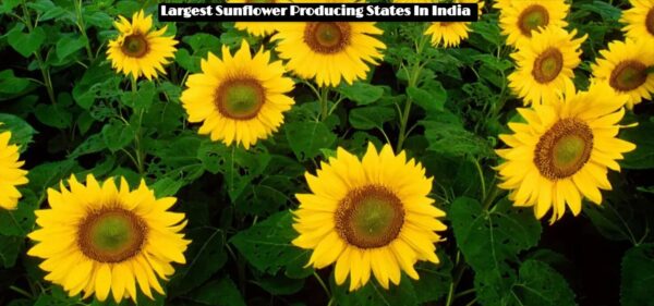 Largest Sunflower Producing States In India