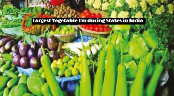 Largest Vegetable Producing States in India