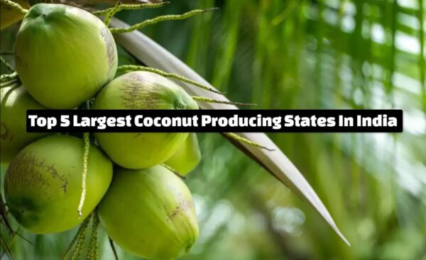 Top 5 Largest Coconut Producing States In India