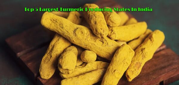 Top 5 Largest Turmeric Producing States In India